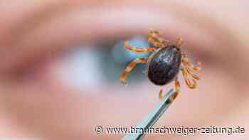 Zecken: Das sollte man zu FMSE und Borreliose wissen