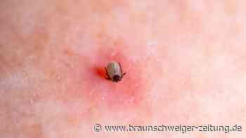 Zecken: Tipps für den besten Schutz im Frühjahr