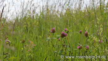 „Rettet die Bienen“: Was Rosenheim für das Überleben der Insekten tut