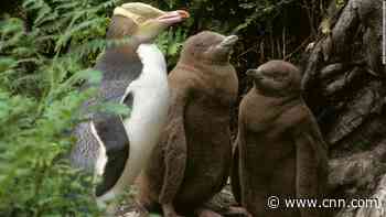 Inside New Zealand's rehab center for sassy, endangered penguins