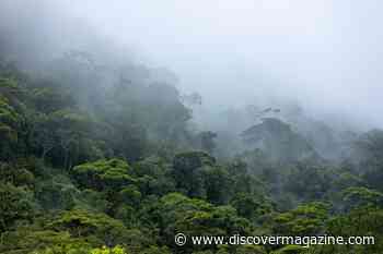 Lost Ancient Society Found in Amazon Rainforest