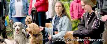 Manifestation pour empêcher la fermeture d’un parc à chiens à Québec