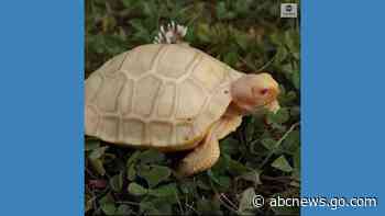 WATCH:  Rare albino tortoise in Switzerland zoo
