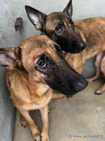 Misère humaine et sanitaire : les parents jugés en octobre à Dax - Sud Ouest