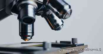 “Touch on a Chip”: SISSA di Trieste capofila di uno studio sul tatto - Trieste News