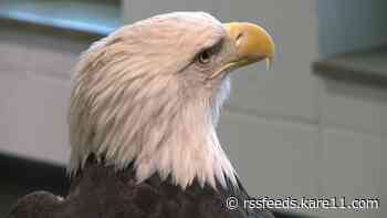 National Eagle Center reopening after renovation