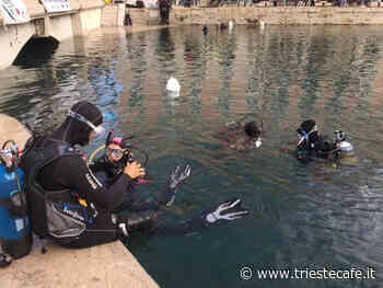 Biologi di Greenpeace a Miramare: "moltissime meduse e noci di mare a causa dell'innalzamento delle temperature marine" - triestecafe.it