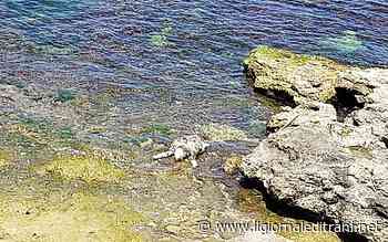 Trani, «caretta caretta» di 72 centimetri spiaggiata a molo Sant'Antonio - ilgiornaleditrani - Radio Bombo