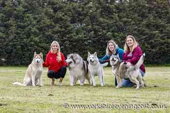 Meet the Leeds dog rescue charity fighting to keep huskies out of the pound - Yorkshire Evening Post