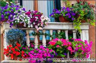 Proloco: riparte il concorso "Balconi e giardini fioriti" - Città di Montecchio Maggiore