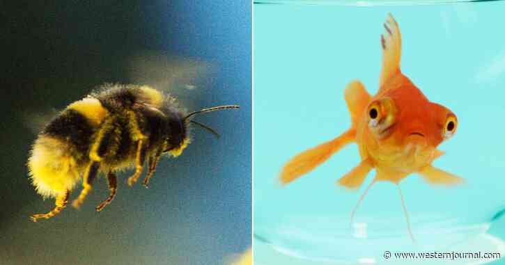 Just in Time for 'Pride' Month, Court Confirms California Lawmakers Can Let Bumblebees Identify as Fish