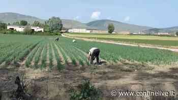Da agricoltore a imprenditore: un'opportunità per il territorio. Focus ad Avezzano - ConfineLive