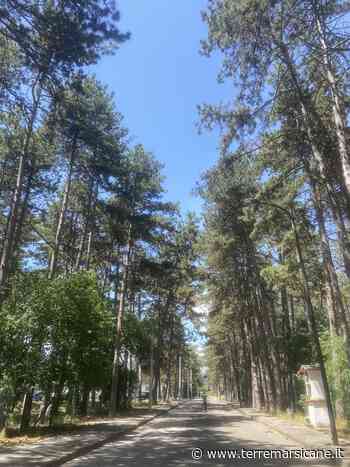 Rifiuti Nella Pineta Di Avezzano: Le Lamentele Dei Cittadini » Terre Marsicane - Terre Marsicane