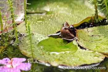 Gardening with Dave Allan: Biodiversity in small gardens - Yahoo Eurosport UK