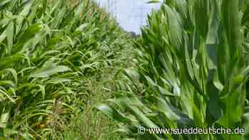 Landwirtschaft im Klimawandel: Mit Carbon Farming das Klima retten - Süddeutsche Zeitung - SZ.de