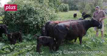 Landschaftspfleger auf vier Beinen bei Trebur - Echo Online
