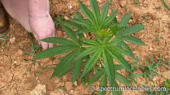 Medical marijuana potential impact on hemp farmers - Spectrum News