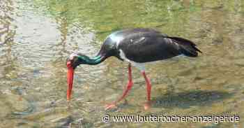 Neue Touristenattraktion in Lauterbach - Lauterbacher Anzeiger