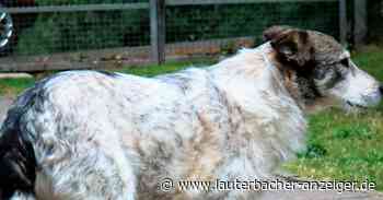Koja, der liebe Clown aus Lauterbach - Lauterbacher Anzeiger