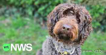 Twee honden sterven na vergiftiging in Hombeek, politie van Mechelen waarschuwt eigenaars in de regio - VRT NWS