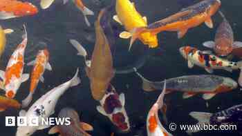 Man jailed for stealing £600 of koi carp fish from neighbour - BBC