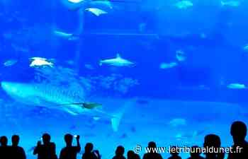 Un thon fonce dans la vitre d'un aquarium et meurt sur le coup : attention, âmes sensibles s'abstenir... (vidéo) - TDN