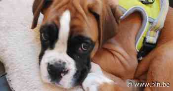 Ouders van kinderen met autisme houden pannenkoekenslag voor opleiding van hulphond - Het Laatste Nieuws