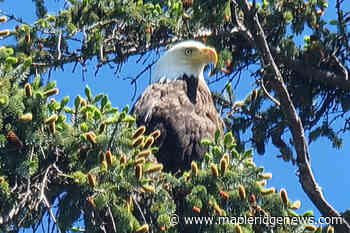 BC eagle lover 'dive bombed' by bald eagle on Vancouver Island – Maple Ridge News - Maple Ridge News