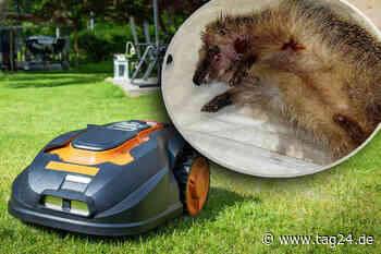 Chemnitz: Tierschützer schlagen Alarm - Immer mehr Igel kommen unter den Rasenmäher - TAG24