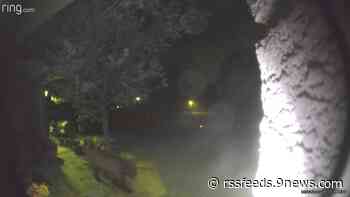 Yearling bear spotted roaming Arvada