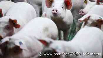 Mehr Tierschutz in Ställen: Wer soll das bezahlen?