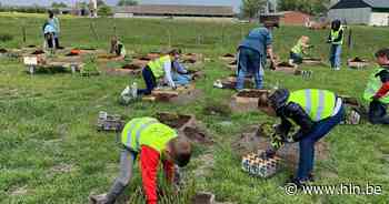 Leerlingen De Zandloper bouwen bijenweide voor buitenklas | Middelkerke | hln.be - Het Laatste Nieuws