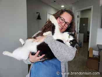 Pets finding a home in the workplace - The Brandon Sun