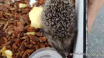 Villa Certosa, volontari di quartiere salvano un riccio nel pratone della quercia