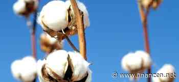 Baumwollpreis: Warum die Preise weiter nach oben streben