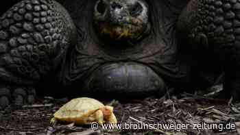 Erste Albino-Galapagos-Schildkröte in Schweizer Zoo präsentiert