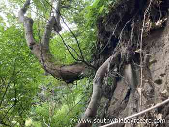 Bluff erosion chips away at Langley waterfront - South Whidbey Record