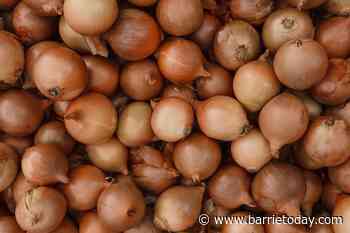 Keep your eyes peeled for the inaugural Innisfil Onion Fest - BarrieToday