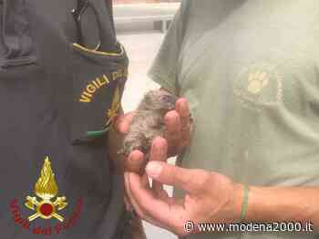 Cucciolo di riccio finisce nella fontana a Maranello, salvato dai Vigili del fuoco - Modena 2000