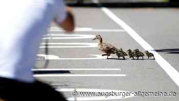 Entenfamilie stoppt den Verkehr auf der Autobahn A7