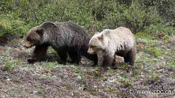 Wildlife experts urge people to take extra caution as persistent snow keeps bears in valley bottoms