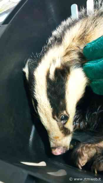 Manduria: rinvenuto tasso ferito ma l'esemplare è longevo...segno che c'è un habitat ideale - RTM web