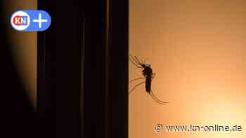 Den Plage­geistern auf der Spur: Kann man jetzt schon sagen, wie der Mücken­sommer 2022 wird?