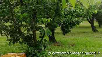 Vignola, rubato un quintale di ciliegie - La Gazzetta di Modena