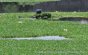 How Odisha women solve the nagging water hyacinth problem - BusinessLine