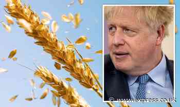 Food crisis: Gene-edited crops to SLASH production costs as UK enjoys post-Brexit freedoms - Express