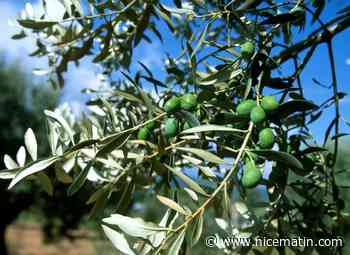 "Tous les arbres ont été arrachés, dont des arbres fruitiers et des oliviers centenaires": un habitant de Gattières alerte les services de l’État