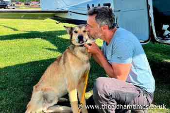 Iditarod sled dog found months after disappearing from checkpoint - The Oldham Times