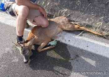 Capriolo investito alle porte di Gallarate, portato dal veterinario - varesenews.it