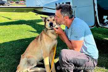 Iditarod sled dog found months after disappearing from checkpoint - St Helens Star